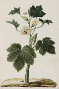 Hibiscus esculentus L._J. Moninckx_Moninckx atlas_1682-1709